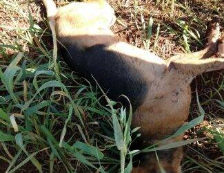 Polícia Civil indicia homem por matar cachorro