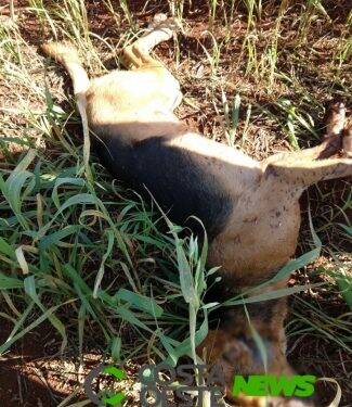 Polícia Civil indicia homem por matar cachorro