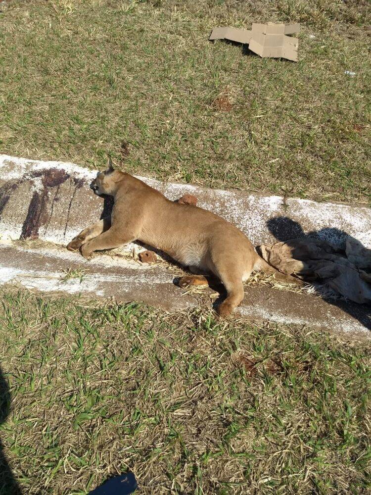 Onça-parda morre atropelada na região oeste
