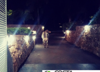 Boi é flagrado ‘tentando entrar’ em motel