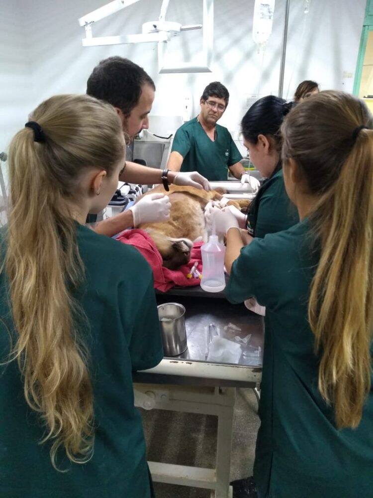 É grave o estado da onça-parda atropelada atendida pelo Refúgio Biológico Bela Vista