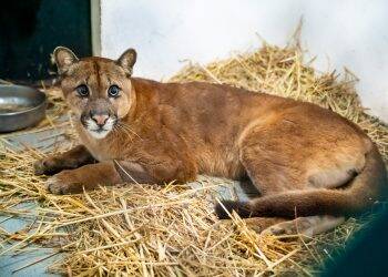 Aumentam chances de soltura da onça-parda  atendida no Refúgio Biológico de Itaipu