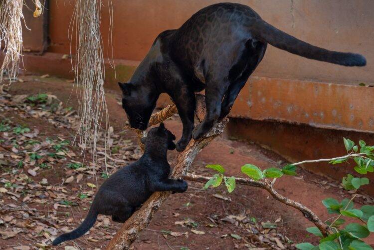 Oncinhas de Itaipu serão batizadas por alunos de escolas públicas da Vila C