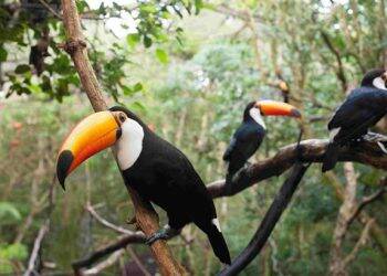 Domingo inicia com muito frio em Foz, no entanto, temperatura sobe no decorrer do dia