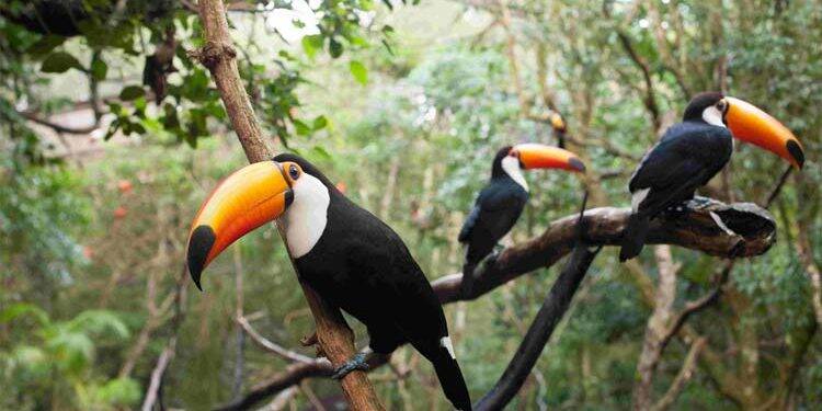 Domingo inicia com muito frio em Foz, no entanto, temperatura sobe no decorrer do dia