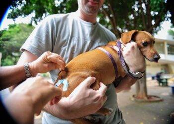 Campanha de vacinação antirrábica acontece no Jardim Jupira hoje