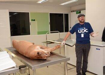 UDC ficará com o corpo da onça-parda morta por atropelamento para estudos