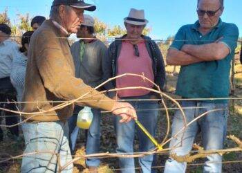 Experiências práticas visam melhorar a produtividade de uvas em pequenas propriedades do Oeste do Paraná
