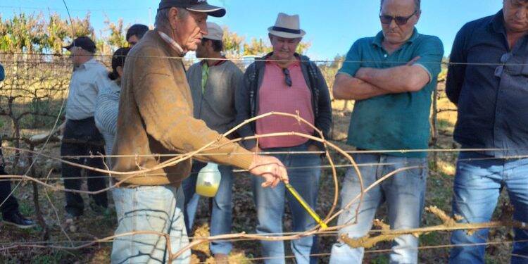 Experiências práticas visam melhorar a produtividade de uvas em pequenas propriedades do Oeste do Paraná