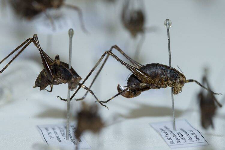 Pesquisadores da Unila descobrem novas espécies de insetos no Parque Nacional do Iguaçu