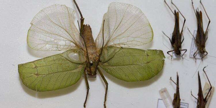 Pesquisadores da Unila descobrem novas espécies de insetos no Parque Nacional do Iguaçu