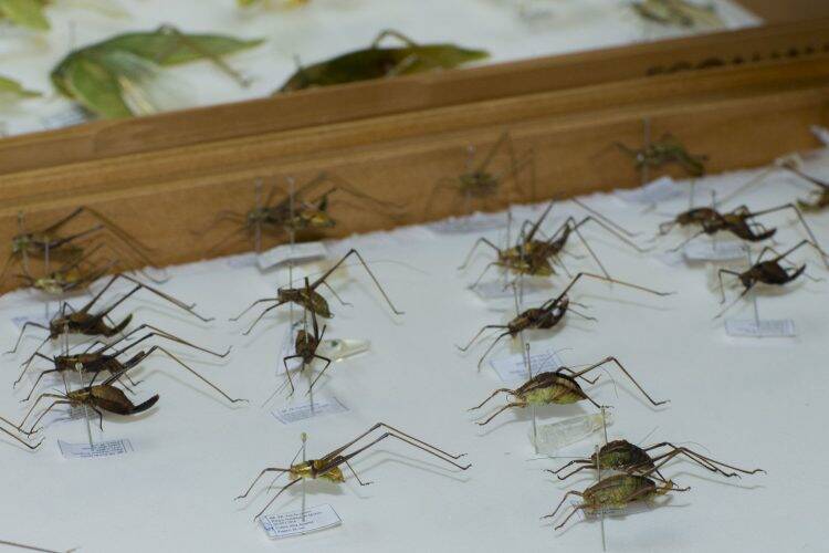 Pesquisadores da Unila descobrem novas espécies de insetos no Parque Nacional do Iguaçu