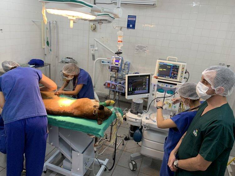 Após cirurgia de quatro horas, onça-parda passa bem e volta ao Refúgio Biológico de Itaipu