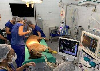 Após cirurgia de quatro horas, onça-parda passa bem e volta ao Refúgio Biológico de Itaipu