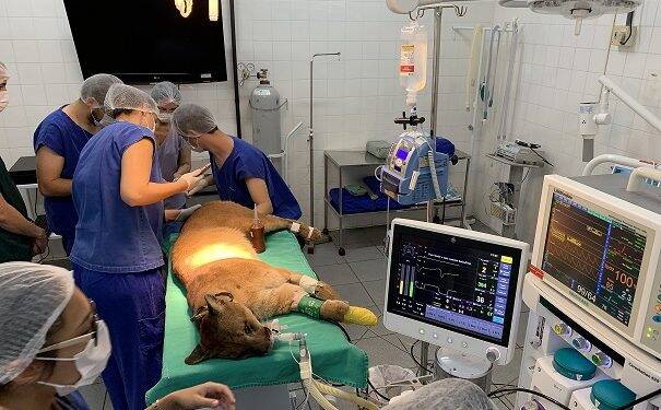 Após cirurgia de quatro horas, onça-parda passa bem e volta ao Refúgio Biológico de Itaipu