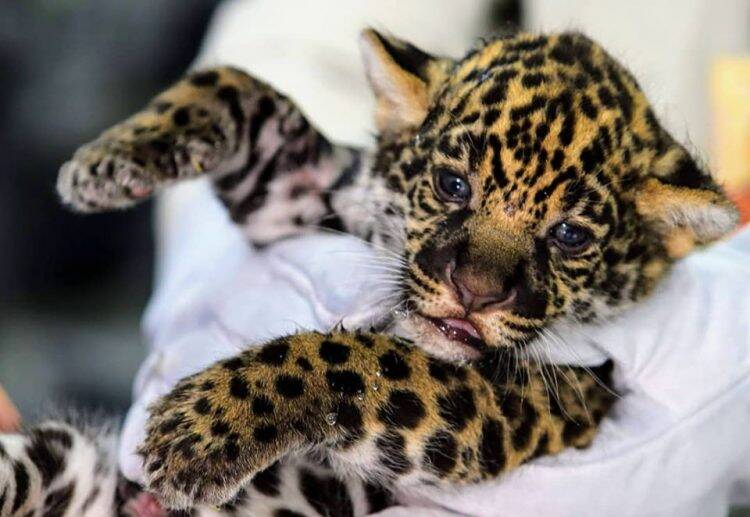 Refúgio Biológico Bela Vista apresenta ao público oncinhas nascidas em junho