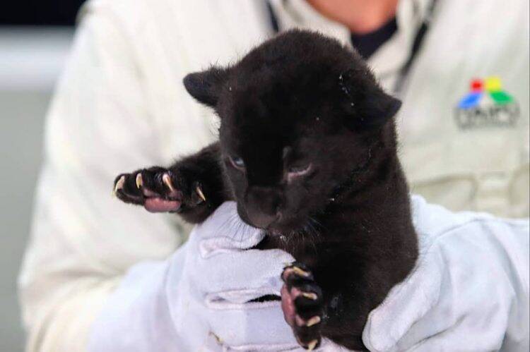 Refúgio Biológico Bela Vista apresenta ao público oncinhas nascidas em junho