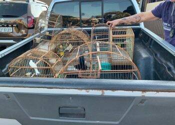 Com galos de rinha e pássaros silvestres, homem é encaminhado para a delegacia