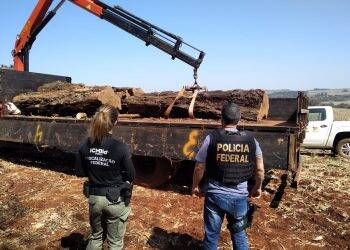 Polícia Federal e ICMBIO flagram desmatamento no Parque Nacional do Iguaçu