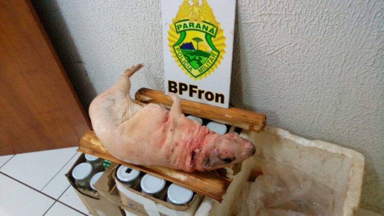 Homem é preso com paca abatida, além de palmito nativo no sudoeste