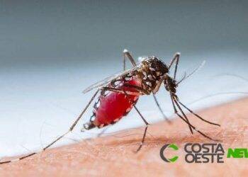DEN-4 põe estado em alerta para nova epidemia de dengue, o vírus foi detectado em Foz