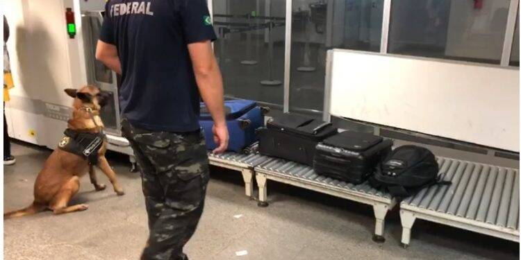 Equipe K9 da Receita Federal reforça fiscalização no aeroporto
