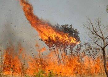 Queimadas estão proibidas em todo o país; decreto publicado hoje vale por 60 dias