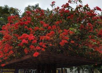 Início da primavera será sem chuva em Foz e com temperatura amena