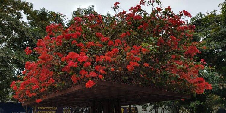 Início da primavera será sem chuva em Foz e com temperatura amena
