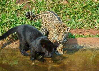 Votação parcial mostra Pytu e Poty à frente na  campanha para batizar as oncinhas do Refúgio