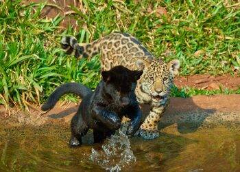 Começa a votação para a escolha dos nomes dos filhotes de onça nascidos na Itaipu