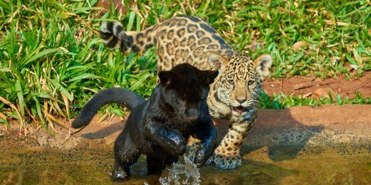 Começa a votação para a escolha dos nomes dos filhotes de onça nascidos na Itaipu