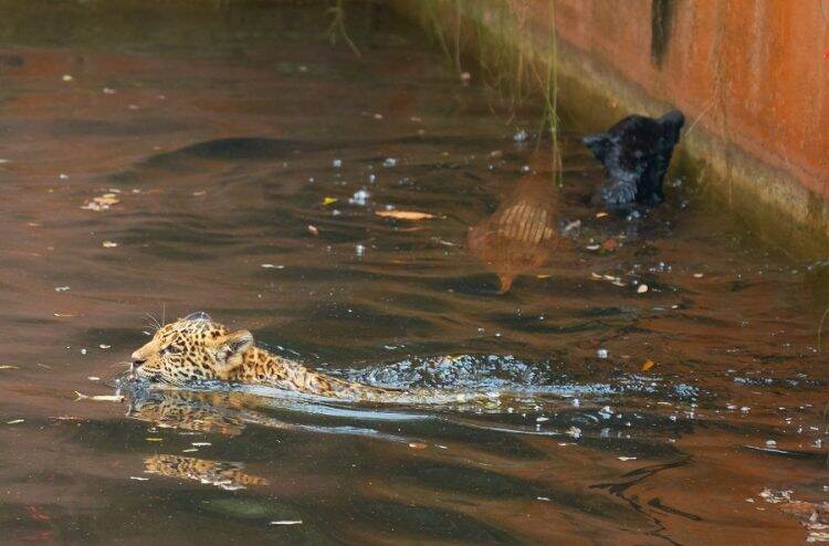 Começa a votação para a escolha dos nomes dos filhotes de onça nascidos na Itaipu