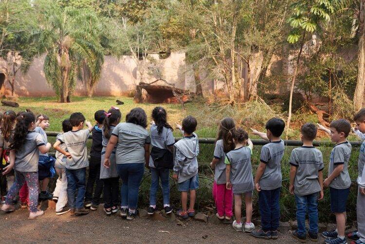 Começa a votação para a escolha dos nomes dos filhotes de onça nascidos na Itaipu