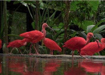 Parque das Aves comemora 25 anos com entrada gratuita para moradores de Foz