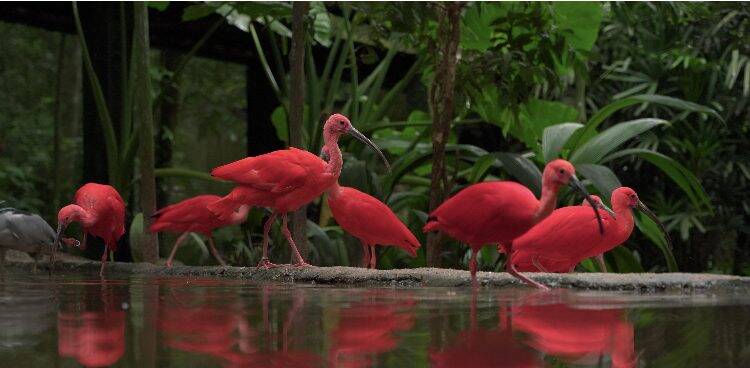 Parque das Aves comemora 25 anos com entrada gratuita para moradores de Foz