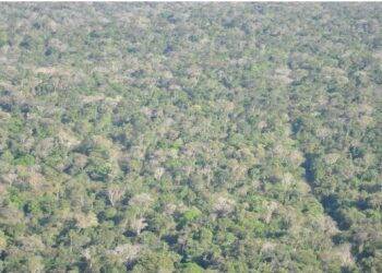 MPF sobrevoa Parque Nacional do Iguaçu e constata regeneração da floresta na Estrada do Colono