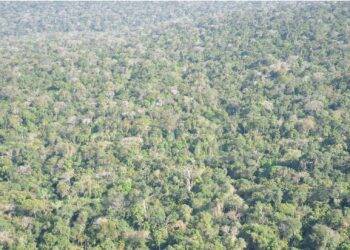 MPF sobrevoa Parque Nacional do Iguaçu e constata regeneração da floresta na Estrada do Colono