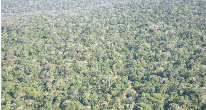 MPF sobrevoa Parque Nacional do Iguaçu e constata regeneração da floresta na Estrada do Colono