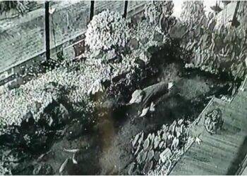 Câmeras flagram homem furtando carpas ornamentais em frente ao restaurante Hokkai