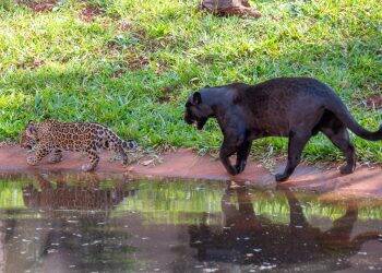 Oncinhas de Itaipu já têm nomes pré-definidos. Crianças vão batizar os filhotes
