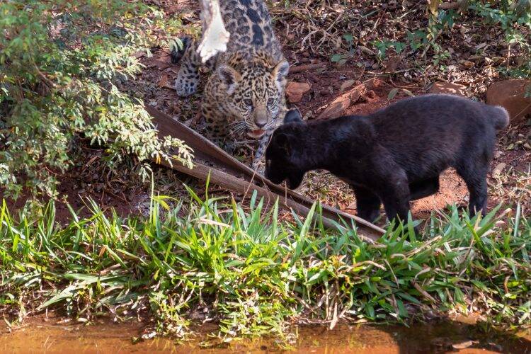 Oncinhas de Itaipu já têm nomes pré-definidos. Crianças vão batizar os filhotes
