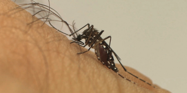 Em um ano, incidência da dengue no país aumenta 600%