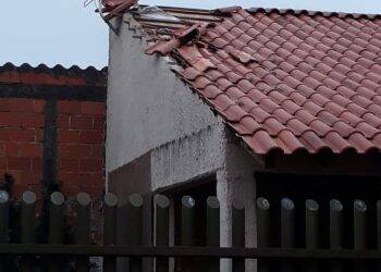 Macacos invadem casas do Jardim Ipê