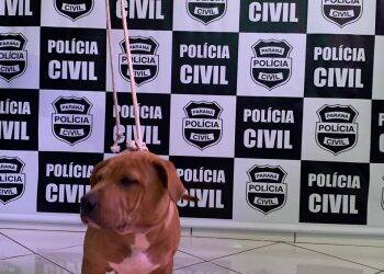 Polícia Civil localiza cachorrinho furtado