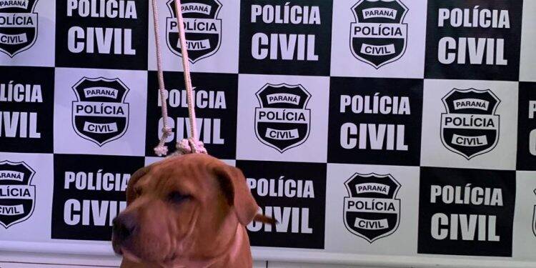 Polícia Civil localiza cachorrinho furtado