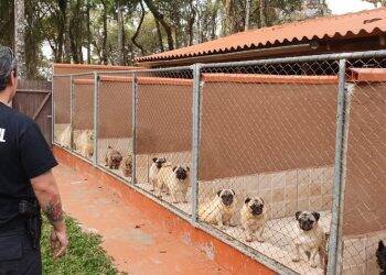 Projeto de lei pretende proibir venda de animais domésticos em pet shops e veterinárias