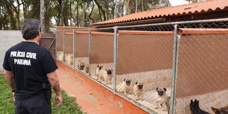 Projeto de lei pretende proibir venda de animais domésticos em pet shops e veterinárias
