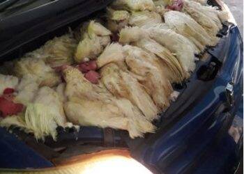 Desde janeiro, 15 mil galinhas vivas foram apreendidas na Ponte da Amizade entrando no Paraguai