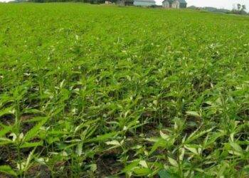 Paraguai regulamenta produção controlada de cannabis